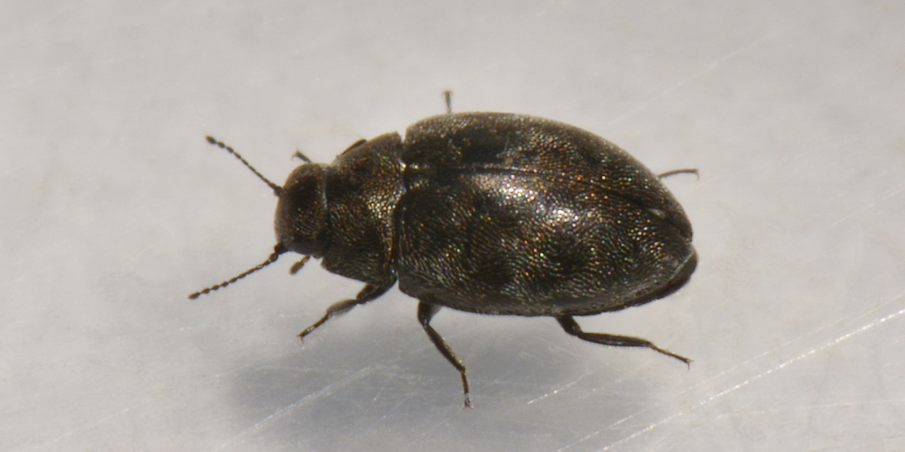 Limnichidae: Pelochares versicolor?  S !